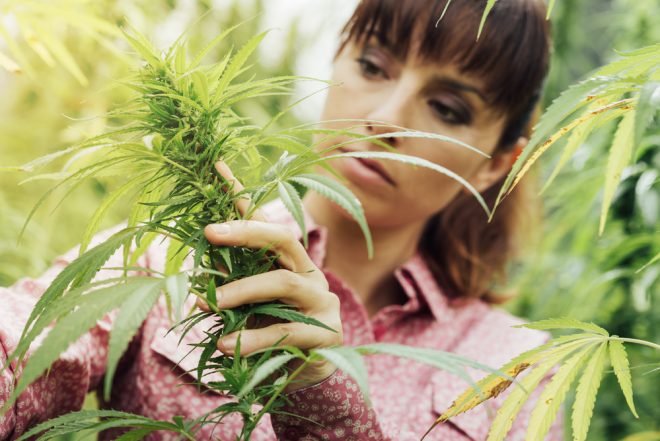 What You Need To Order Online Marijauna​ Without A Hitch