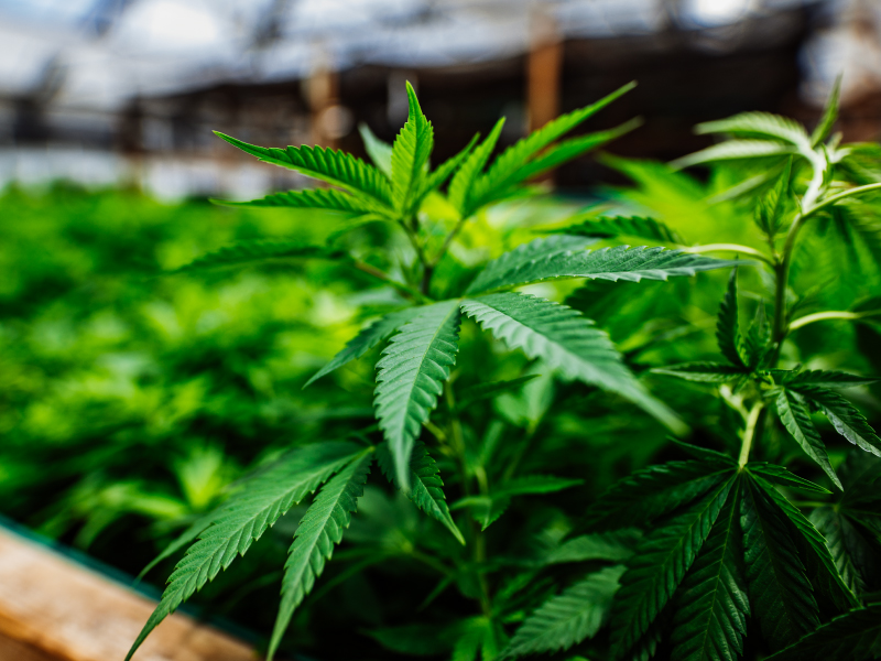 HOW TO CONSUME EDIBLES SAFELY MARIJUANA - Legal Medical Marijuana Orders  Online In Canada | Cannabis Dispensary